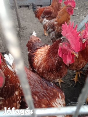 Kakas eladó 