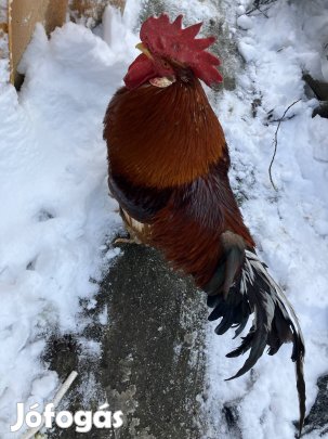 Kakas elado fél italiai