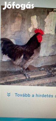 Kakas ivarérett keresem.