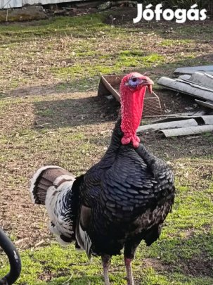 Kakas pulyka eladó 