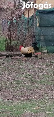 Kakas tavalyi eladó
