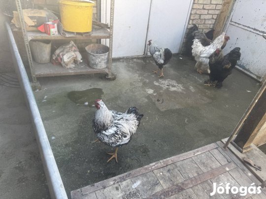 Kakasok eladó