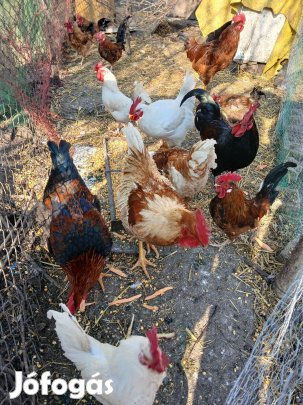 Kakasok eladóak Cegléden!