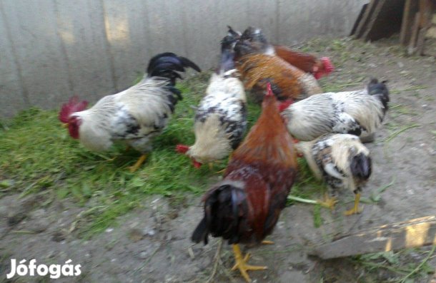 Kakasok eladók