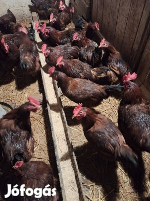 Kakasok eladók