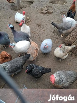Kakasok eladók