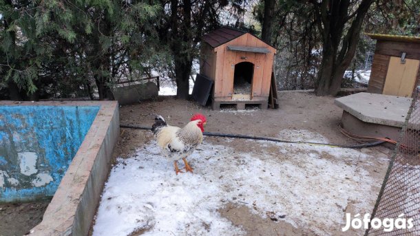 Kakasok eladók