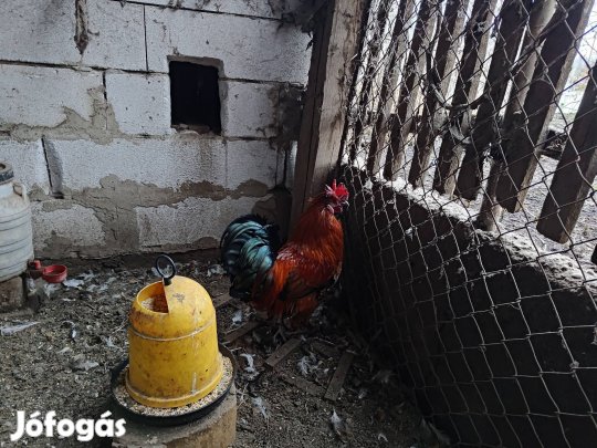 Kakasok eladók