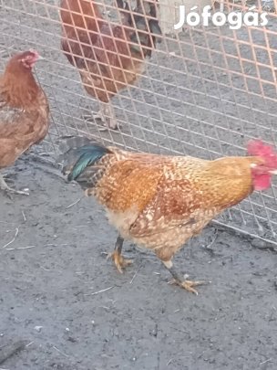 Kakasok eladók