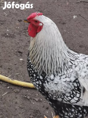 Kakasok eladók