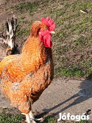 Kakasok eladók