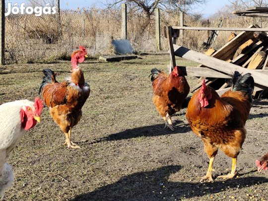 Kakasok eladók