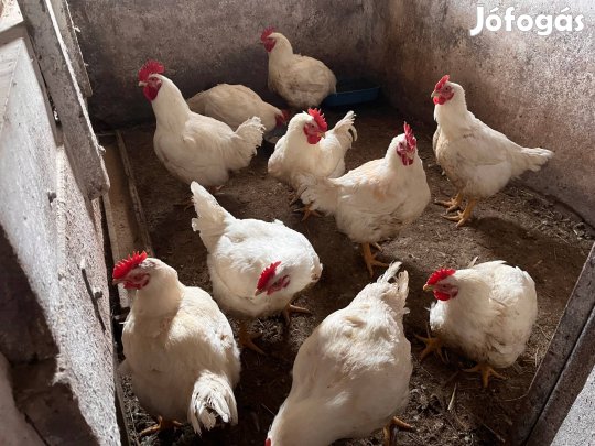 Kakasok eladók