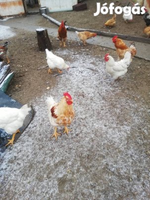Kakasok eladók 