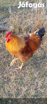 Kakasok eladók.