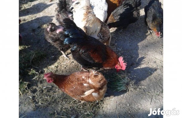 Kakasok eladók!