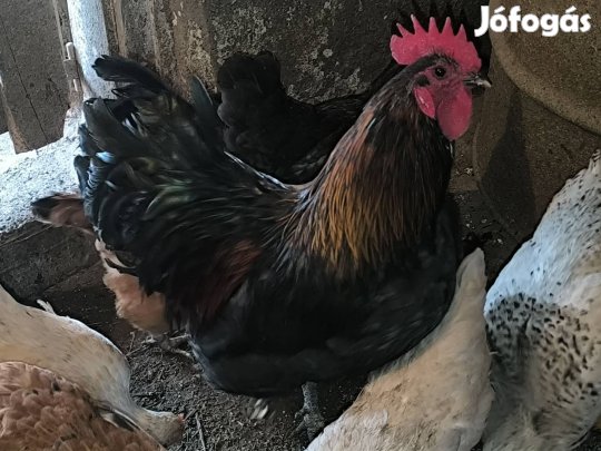 Kakasok eladók 