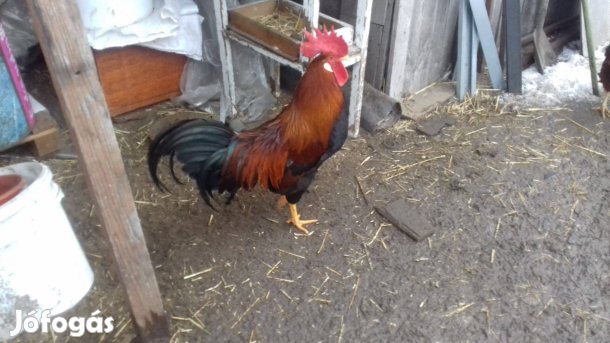 Kakasok fajta tiszták