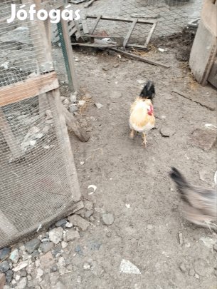 Kakasok költöznének !