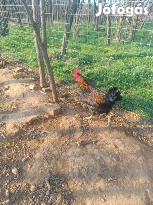 Kakasok kulonbozo fajtajuak