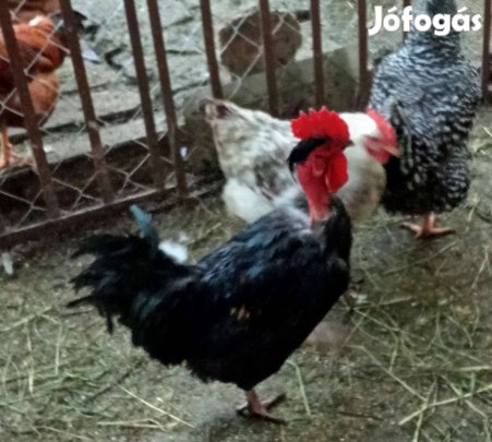 Kakasok máshol kapirgálnának