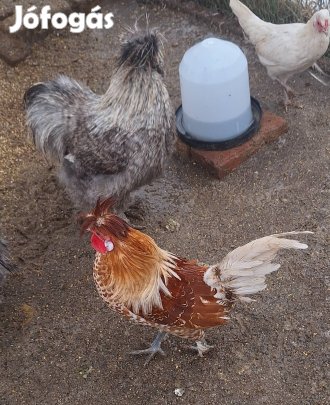 Kakasok máshol kapirgálnának.
