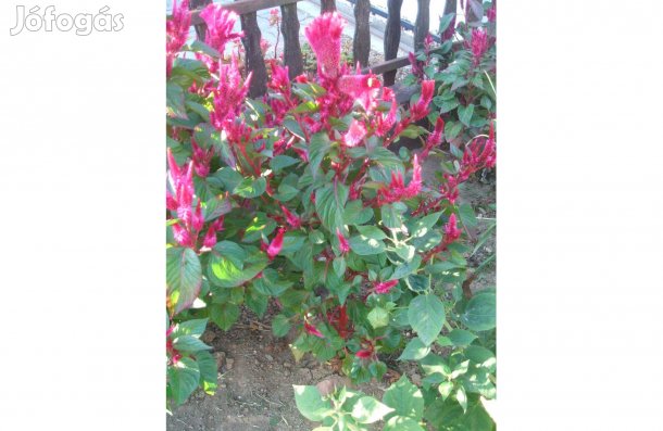 Kakastaréj magok eladóak