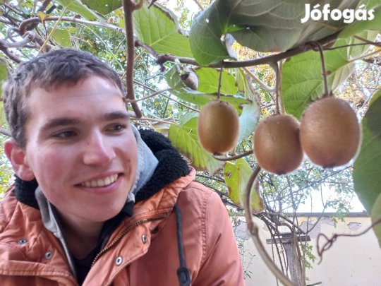 Kakiszilva, gránátalma, kivi, pekándió, füge, jujuba babérmeggy növény