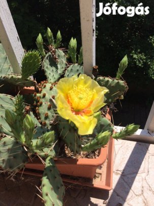 Kaktus palantak, Telallo, nagy viragok. Ritkasság