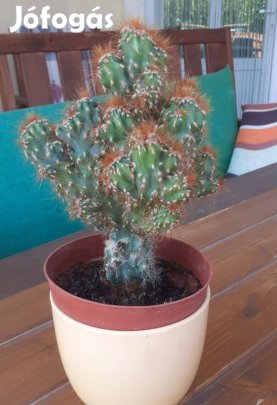 Kaktusz Cereus peruvianus monstrosus