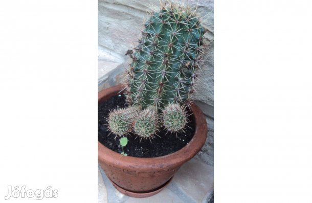 Kaktusz, csemetékkel