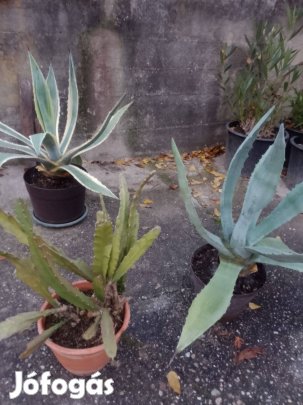 Kaktusz agave Zalaegerszegen