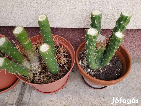 Kaktusz eladó
