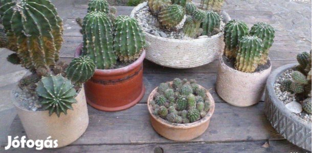 Kaktusz gyűjtemény 35 éves virágzó