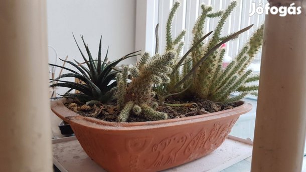 Kaktusz pozsgás virágzó kaktuszok kaspóban kaspó virág