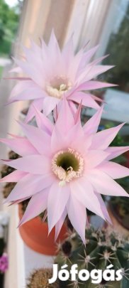Kaktuszok eladó!