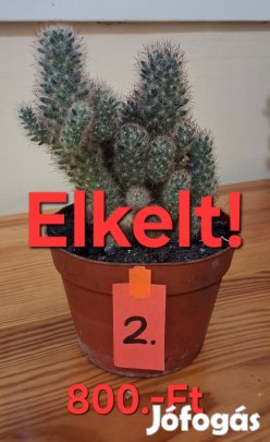 Kaktuszok eladók