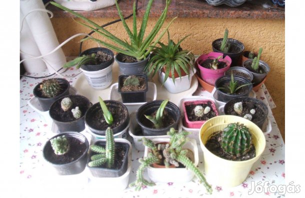 Kaktusztok eladóak