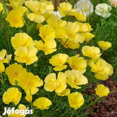 Kakukkmák virágmag vegyes színben