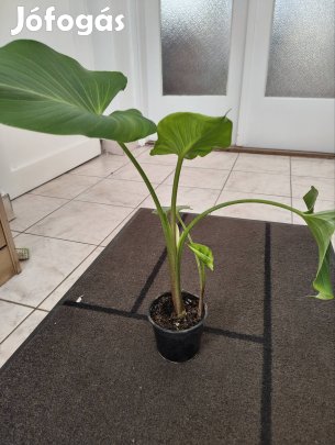 Kála bimbós eladó 