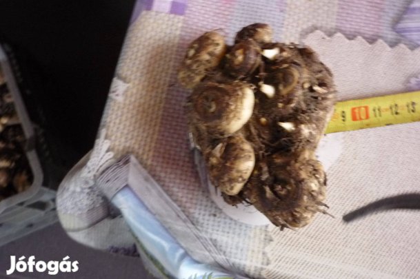 Kála gumó krém színű