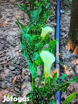 Kála gumók eladók