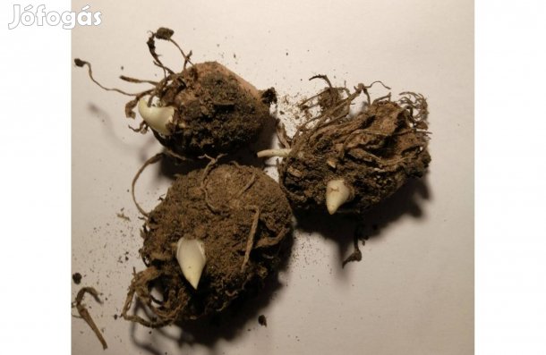 Kála virághagymák