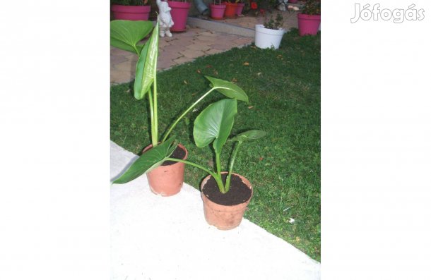 Kála virágok eladóak