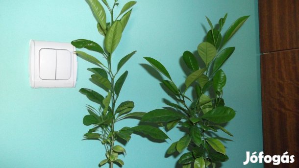 Kalamondin citrus fácska