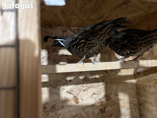 Kaliforniai copfos fürj