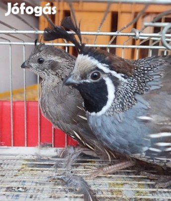 Kaliforniai copfos fürj