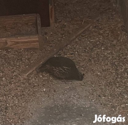 Kaliforniai copfos fürj (tojó)