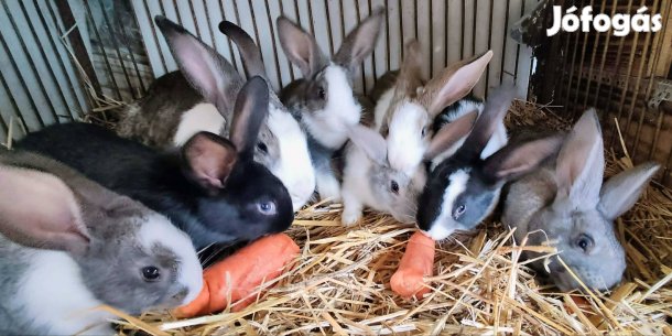 Kaliforniai és nagyobb testű házi mix nyulak