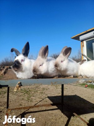 Kaliforniai nyúl vegyes ivarban